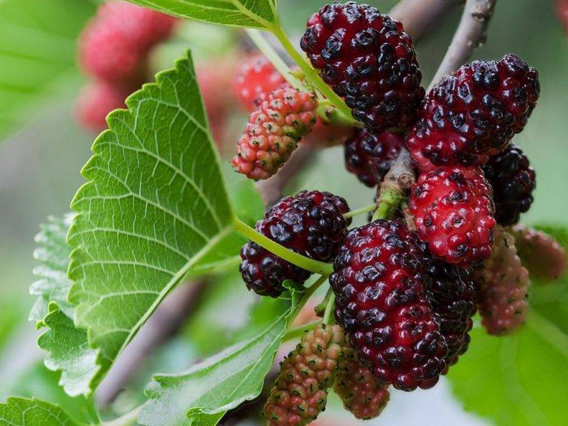 Шелковица купить саженцы из питомнике в Дзержинском