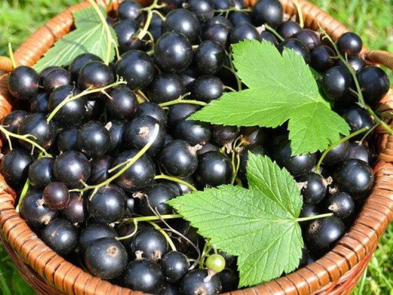 Смородина купить саженцы из питомника в Дзержинском