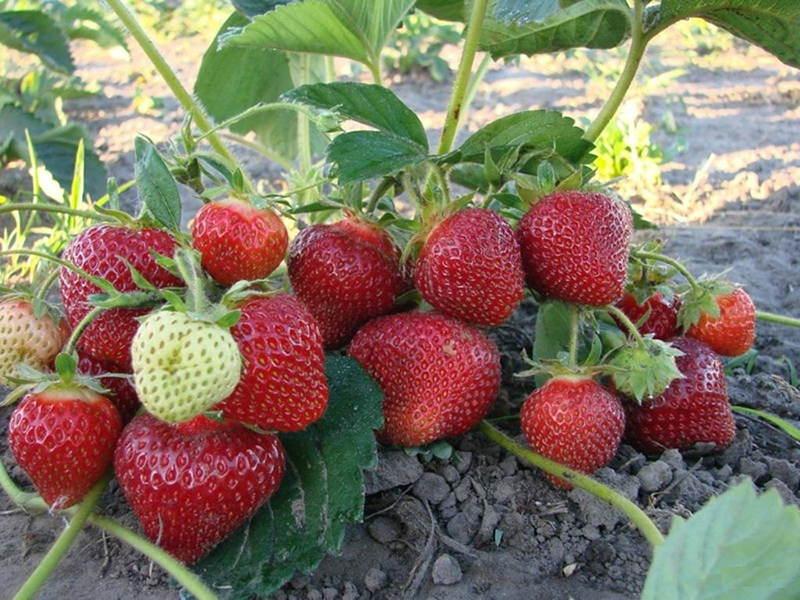 Клубника купить саженцы из питомника в Дзержинском