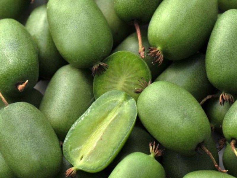 Актинидия купить саженцы из питомнике в Дзержинском