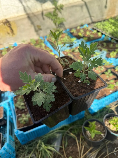 Хризантема Бакарди, Розовый Фламинго, Алые Паруса, 3 шт