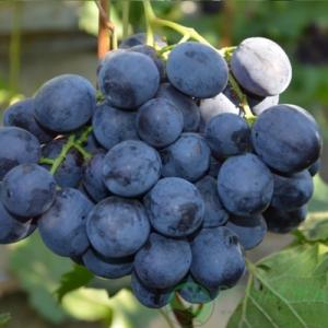 Виноград "МОНАКО"